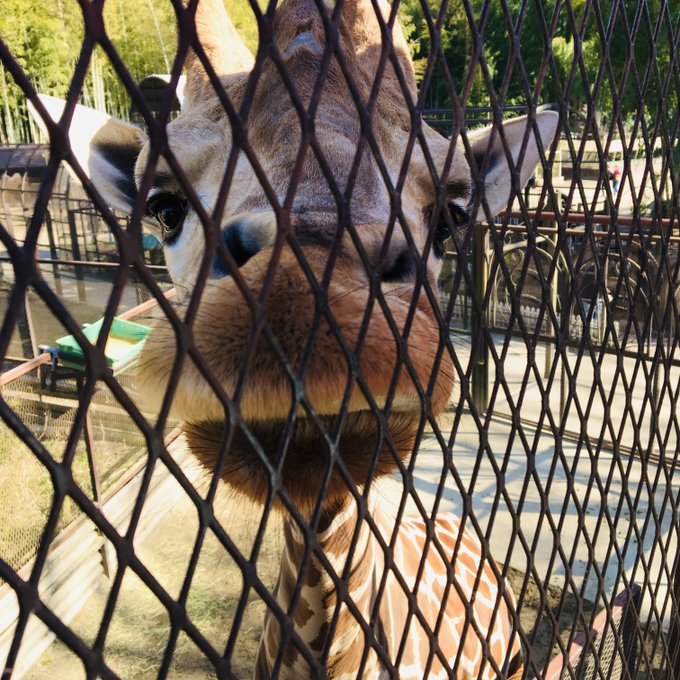 正面顔のtwitterイラスト検索結果