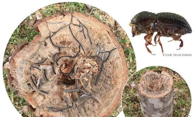 FOTP Newsflash: Join the FOTP at our AGM on 31 March 2022 at 7pm and be treated to a talk by Dr Anandi Bierman on the polyphagous shot hole borer. We are also hosting a night walk in March. Sign up soon as spots are limited! - mailchi.mp/4ad97e1c53af/a…