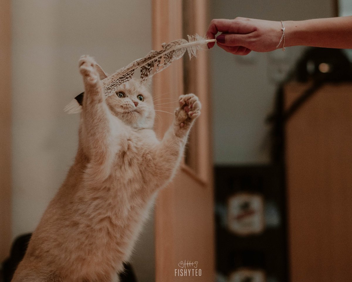 FishyTeo's tweet photo. @paroxysmofathos Hello Atos! I'm Teo, British shorthair, who likes to eat and to go for a walk to look for an adventure. I have brofur Fiji, who prefers to stay at home. Our hoomans love us to the moon and back! https://t.co/xUkAX1BDUi