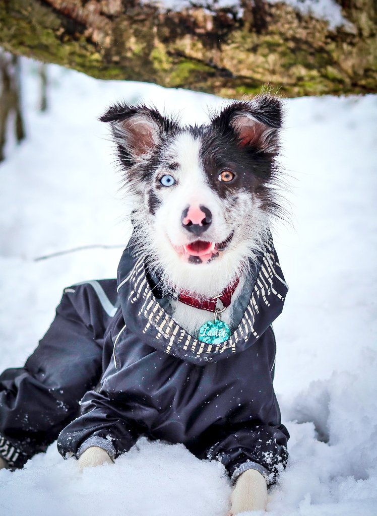 So those Northern Hemisphere friends out there #dogsoftwitter #twitterdogcommunity #dogsofinstagram 

Have you had any snow this year yet? We're still patiently waiting for our favourite weather of the year! I know lots of people hate the snow, but it's one of our favourites! 💙