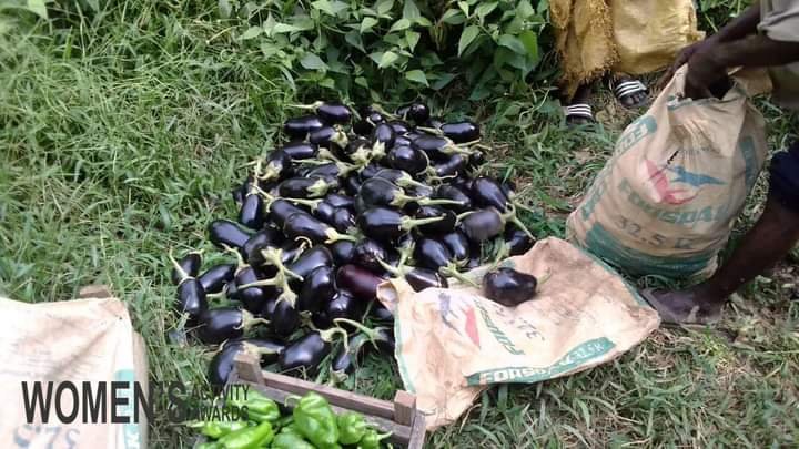 Femme_Modele_Cg's tweet photo. 🔴 WOMEN’S ACTIVITY AWARDS 2022 🔴
Promotion de l’entrepreneuriat féminin en zone rurale 📈
Groupement #CAPI des Autochtones #LEKOUMOU
Activités :
Plantation de piments, aubergines, manioc,...
Élevage des porcs.
📞06624 87 14/ 05 765 39 19
🔴 Soirée de Gala WAA le 18 Mars 2018. https://t.co/3kVGy73Ti7