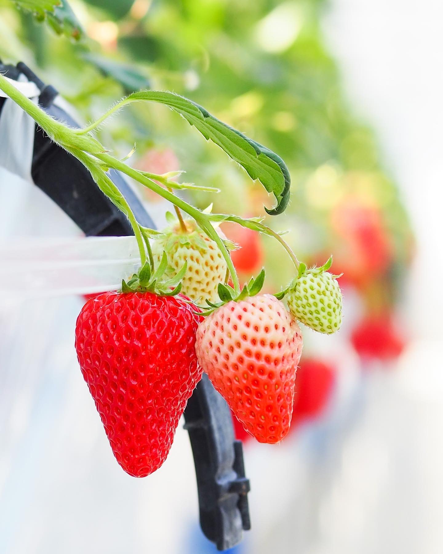 軽井沢高原いちご 軽井沢ガーデンファームいちご園 3 0113 長野県北佐久郡軽井沢町発地62 1 Tel 0267 48 36 E Mail Gardenfarm Aipy Co Jp 公式サイト T Co Gdwdjmeguo 直売オンラインショップ T Co Pczklajsvt