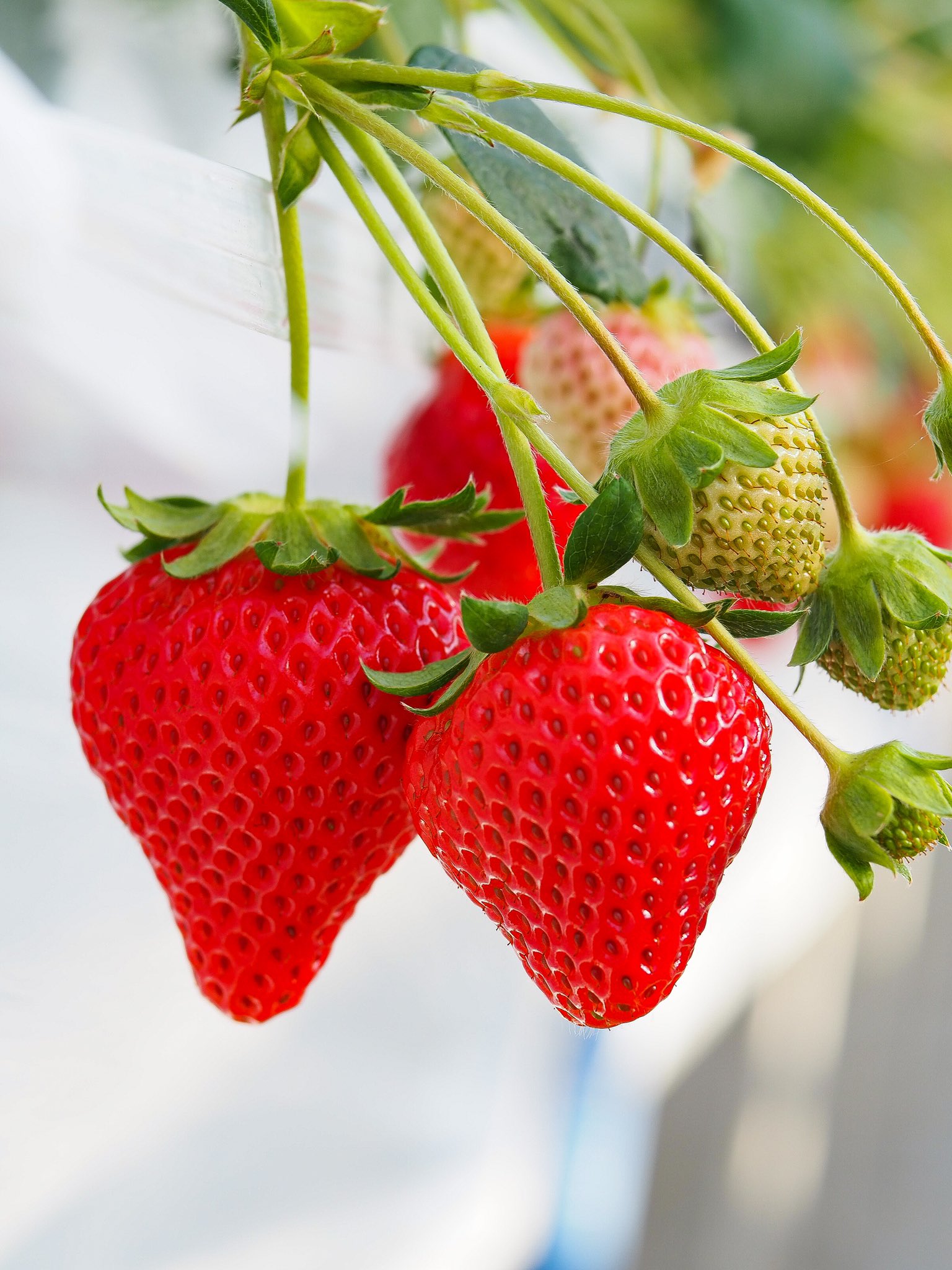 軽井沢高原いちご 軽井沢ガーデンファームいちご園 3 0113 長野県北佐久郡軽井沢町発地62 1 Tel 0267 48 36 E Mail Gardenfarm Aipy Co Jp 公式サイト T Co Gdwdjmeguo 直売オンラインショップ T Co Pczklajsvt