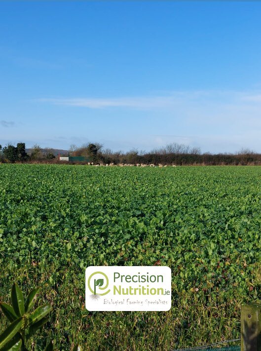 PrecisionNutrit's tweet image. With so much worldwide turbulence this week it was nice to witness sheep grazing peacefully in the sun during the week - thanks to Gerry Bell for the photo 
🐑 
#biologicalfarming #precisionnutrition