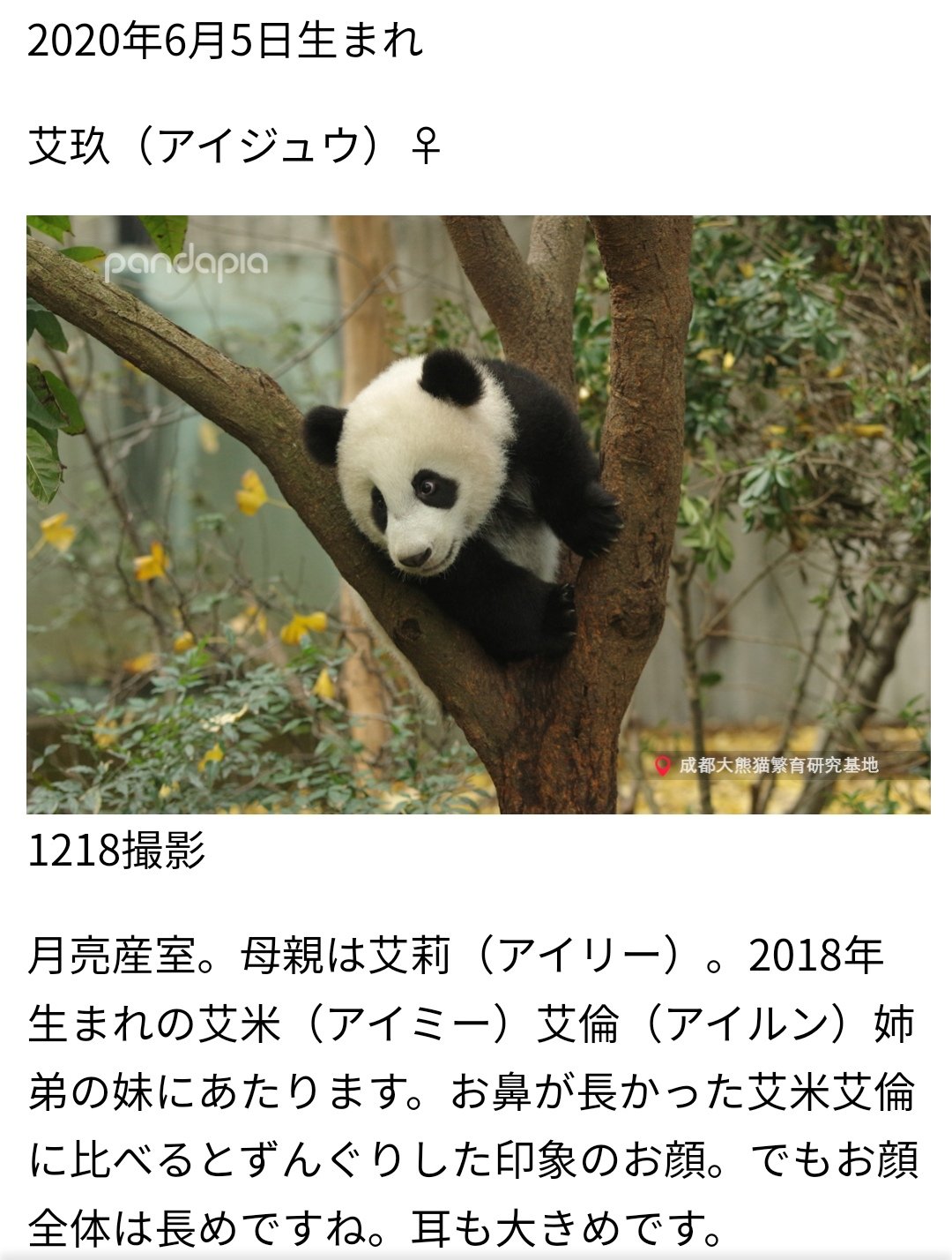 最前線の 最高級ぬいぐるみ 希少 四川成都パンダ基地 和花ちゃん 5ヶ月