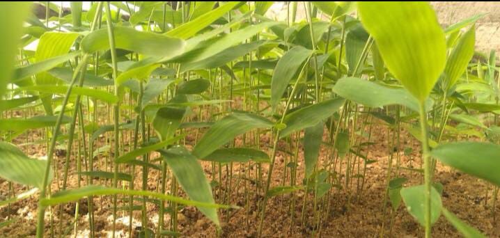 BayEnterprice's tweet photo. Tree planting starts from seeds bed preparation. Here is how we do it #giant bamboo seedlings bed https://t.co/uJV5ttSmCX