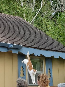 Unusual Cats (@unusual_cats) on Twitter photo 