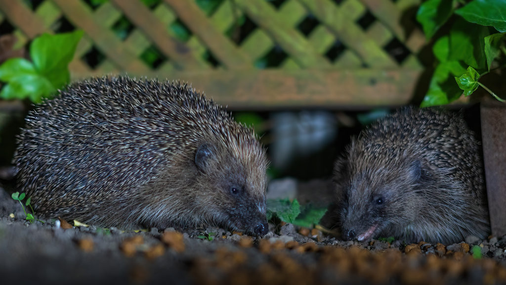 PTES's tweet photo. The #StateOfHedgehogs report headlines:
๐๏ธ Urban areas - stable population showing signs of recovery
๐ณ Rural populations - numbers have declined by between a 1/3 and 3/4 nationally
Read the report with @hedgehogsociety in full ๐
https://t.co/6ef01L1jH6
๐ธ Heather Sheldrick https://t.co/bREl2JuEwj
