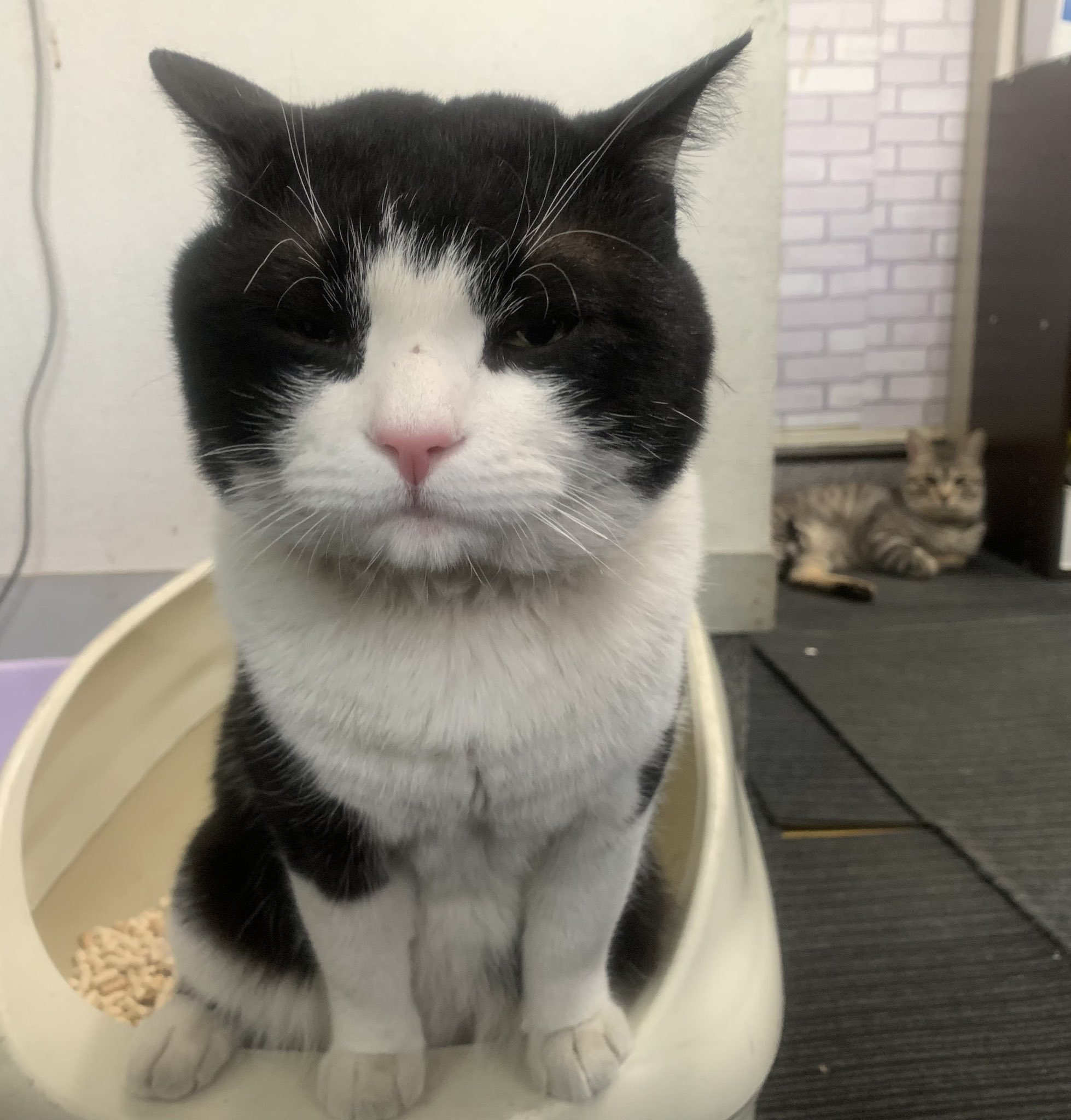 イーカーズ深谷店 ぴぴららぽぽ ピピ ララ ピピ ララ 猫のいる暮らし 猫のいる生活 猫好きさんと繋がりたい 埼玉 深谷 イーカーズ 車売ります 車買います 中古車 車好きな人と繋がりたい T Co Ff6ruk4raj Twitter