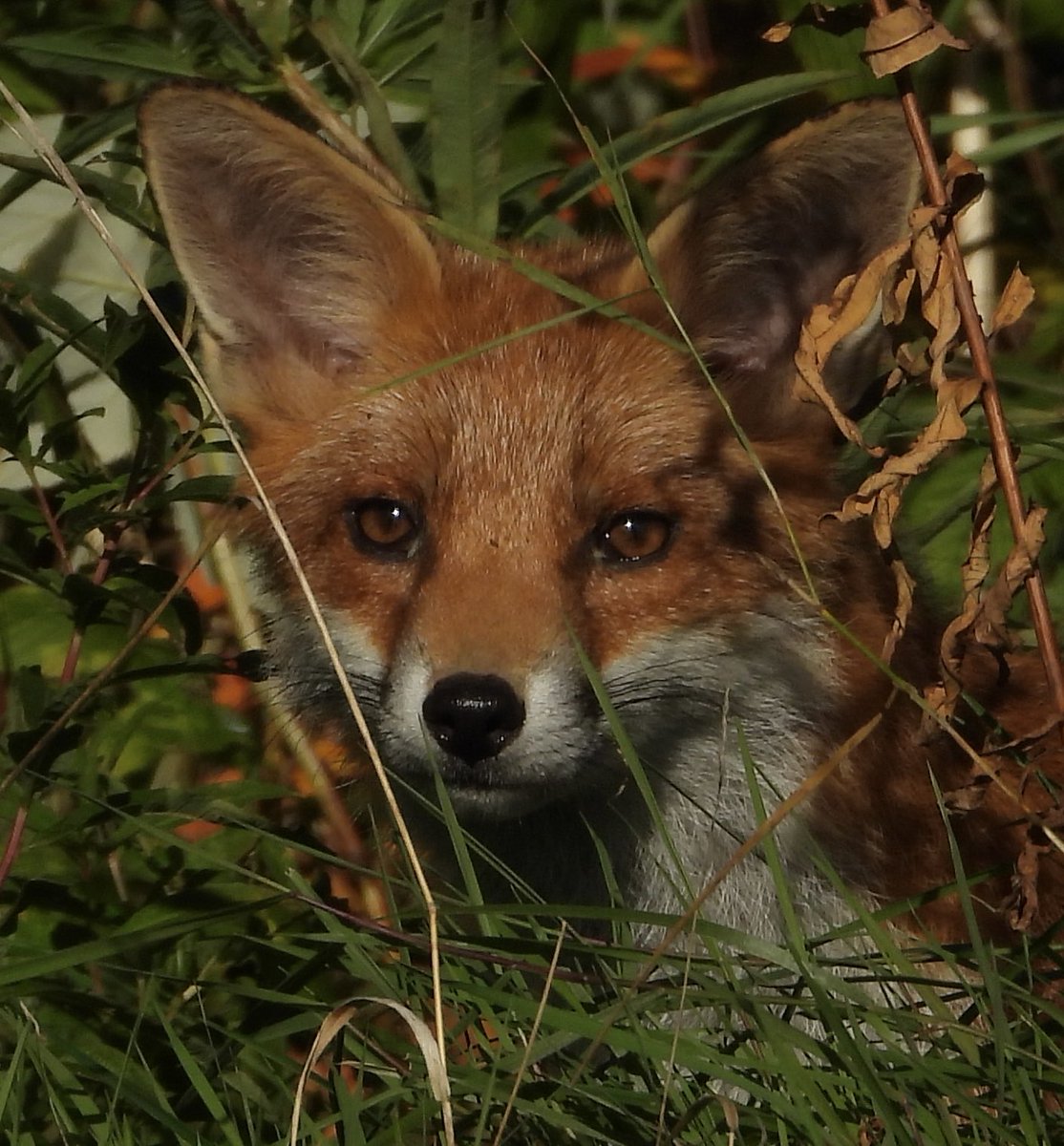 🦊”Your Daily Fix of Fox”🦊

#nature #photography #birdtonic  #TwitterNatureCommunity #Fox #FoxNews #KeepTheBan @Keeptheban_ #TrailOfLies #notmovingon