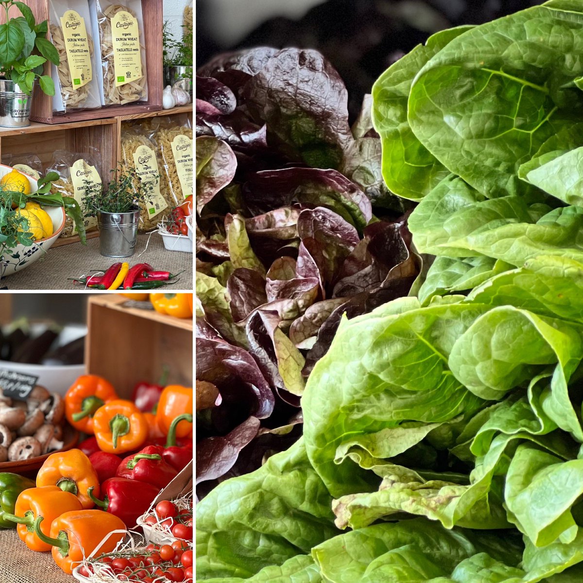 Growing @ Field 28 tweet media