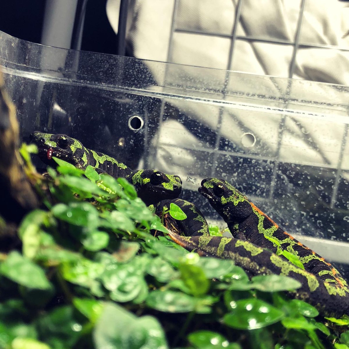 ssabcy's tweet photo. 一度ついた　水垢、、、だけは
どうにもならんですね
イモリたちは元気　なので
まあよまあよです😌 https://t.co/60HuXJNGWz