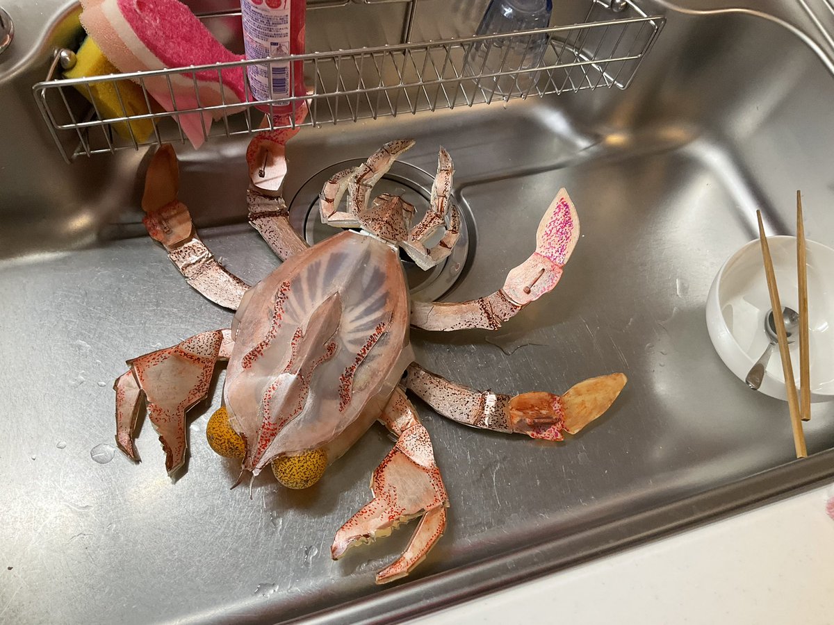 今晩はこちらのカニを頂きます。まずは解体して茹でて、どうやって食べ