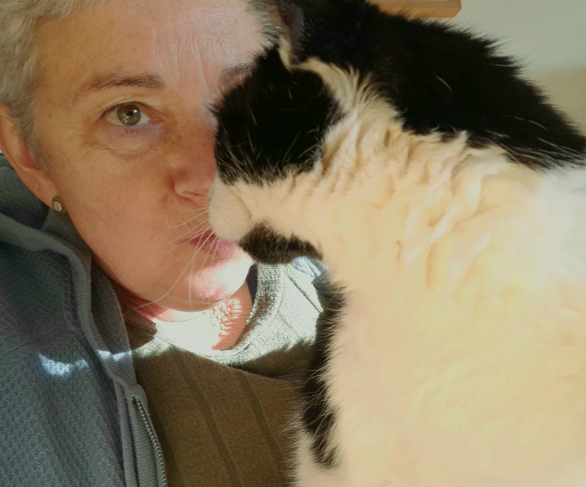 Gilliji's tweet photo. @eliistender10 Georgie my gorgeous rescue cat: Gilli and Georgie, it was meant to be! https://t.co/AZIQoendmC
