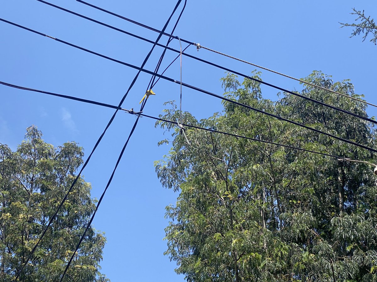 VendangeRSA tweet media