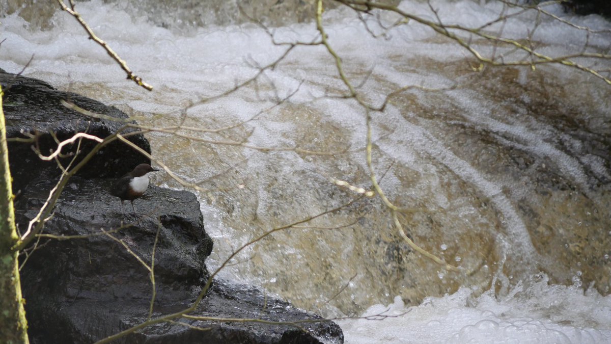 The capabilities of dippers always astound me! Loved watching a pair collecting nesting materials yesterday morning on the full & fast flowing river.  A sure sign that #SpringIsComing  @chorleynats  @InChorley @BirdingClimate #localwildlife #naturelover #NatureBeauty