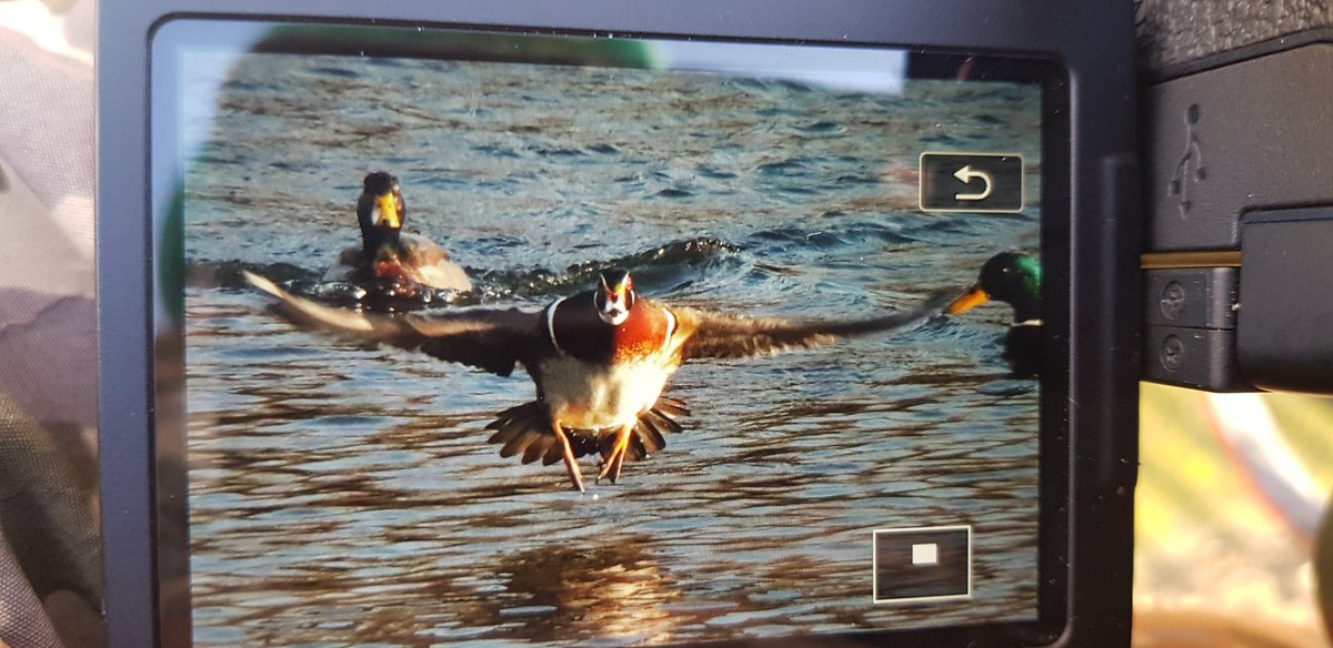 MancunianBirder's tweet photo. Drake North American Wood Duck still present at Alexandra Park #Oldham very active this morning flying around the park and displaying to the Mallards, also 5 Goosanders and 20 Tufted Ducks
#LocalBigYear #GreaterManchester #RareEncounters https://t.co/nCxqChNkUr