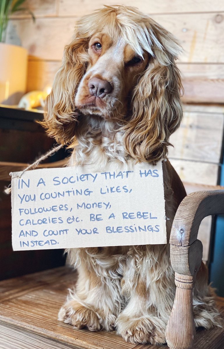 studwithasign's tweet photo. What are you counting? 

#twitterdogcommunity #dogsoftwitter #dogwithsign https://t.co/Rix8ZnDm3D