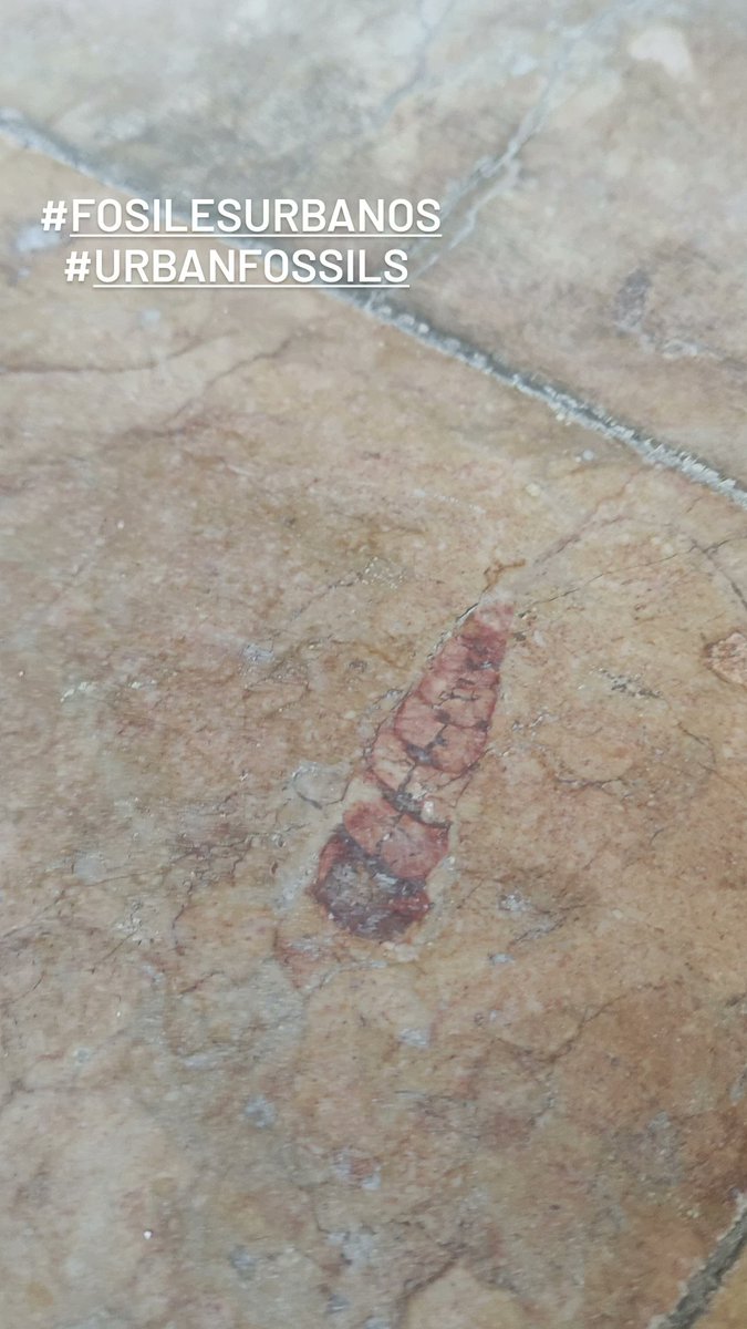 Misviajesporahi's tweet image. ¿Qué será esto? #urbanfossil #urbanfossils #fosilesurbanos