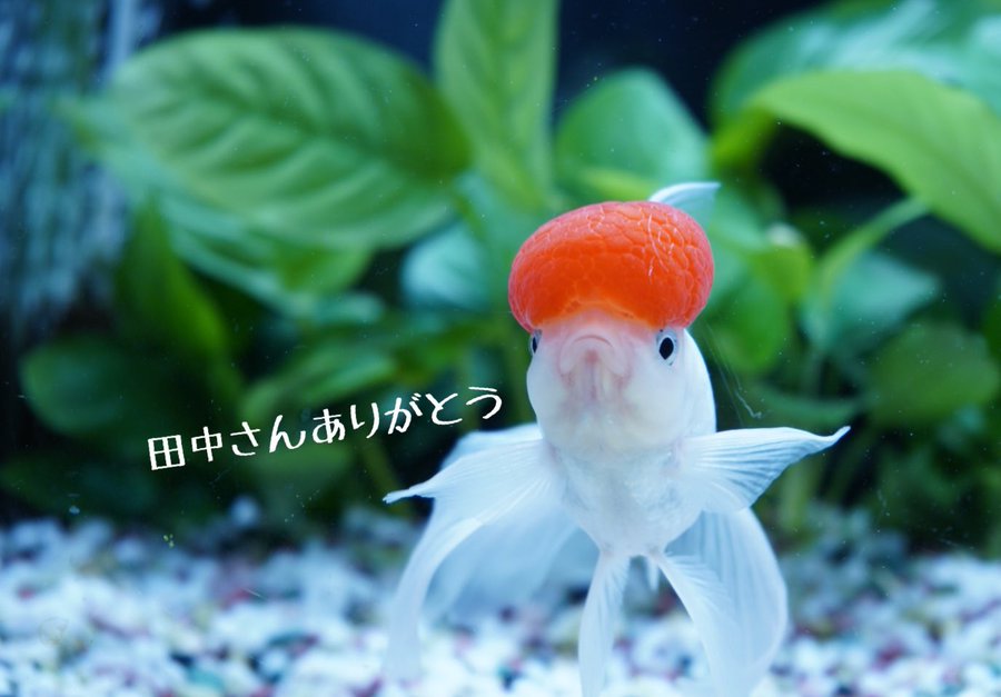 次回金魚入荷予定 21年7月7日 木