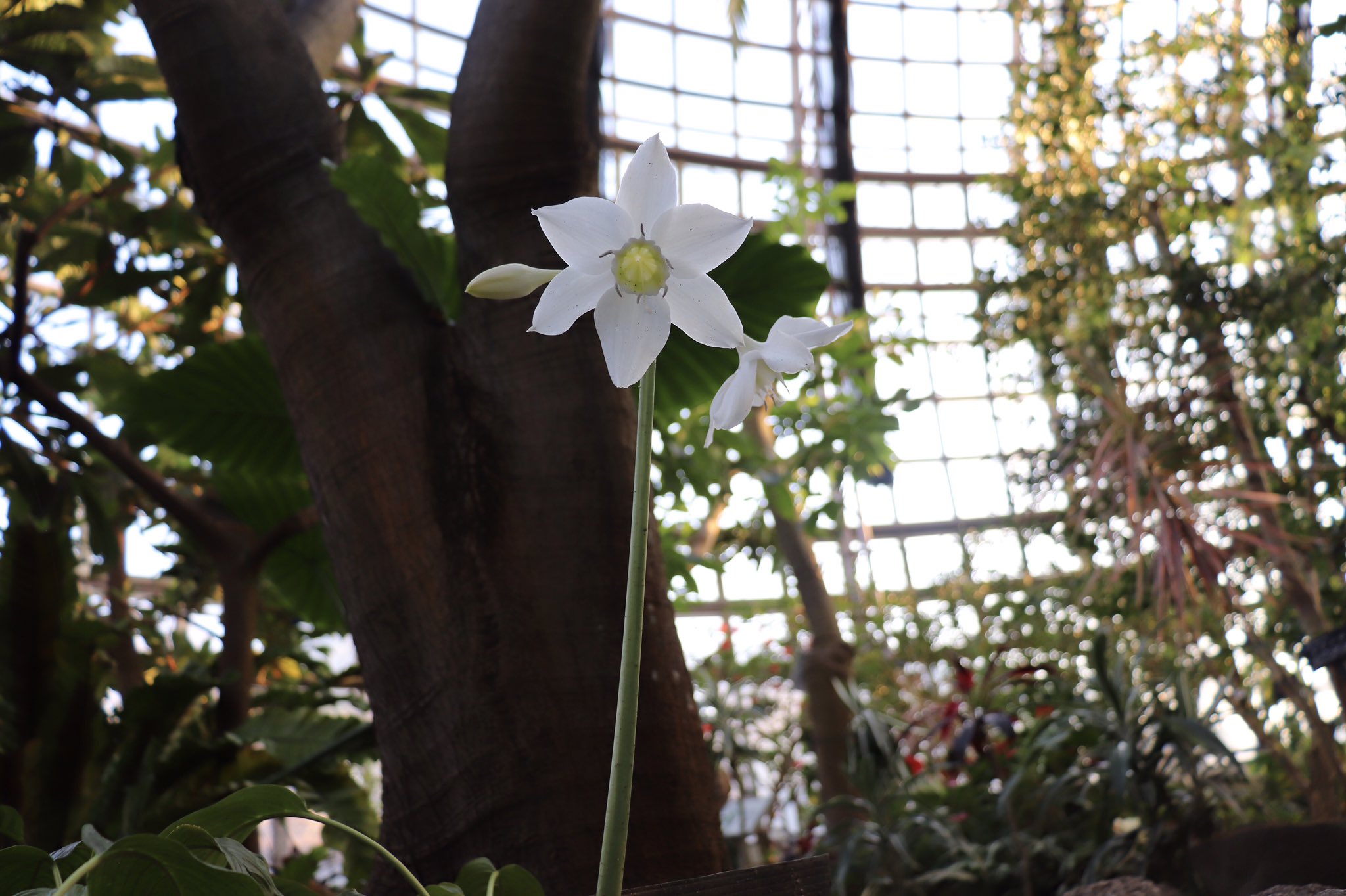 東谷山フルーツパーク 世界の熱帯果樹温室ではユーリクレスの花 が咲いています 足元でひっそりと咲いていますが とても鮮やかな白で目を惹きます あまり人目につくところではありませんのでこっそり見てあげてくださいね ユーリクレス アンボイネンシス