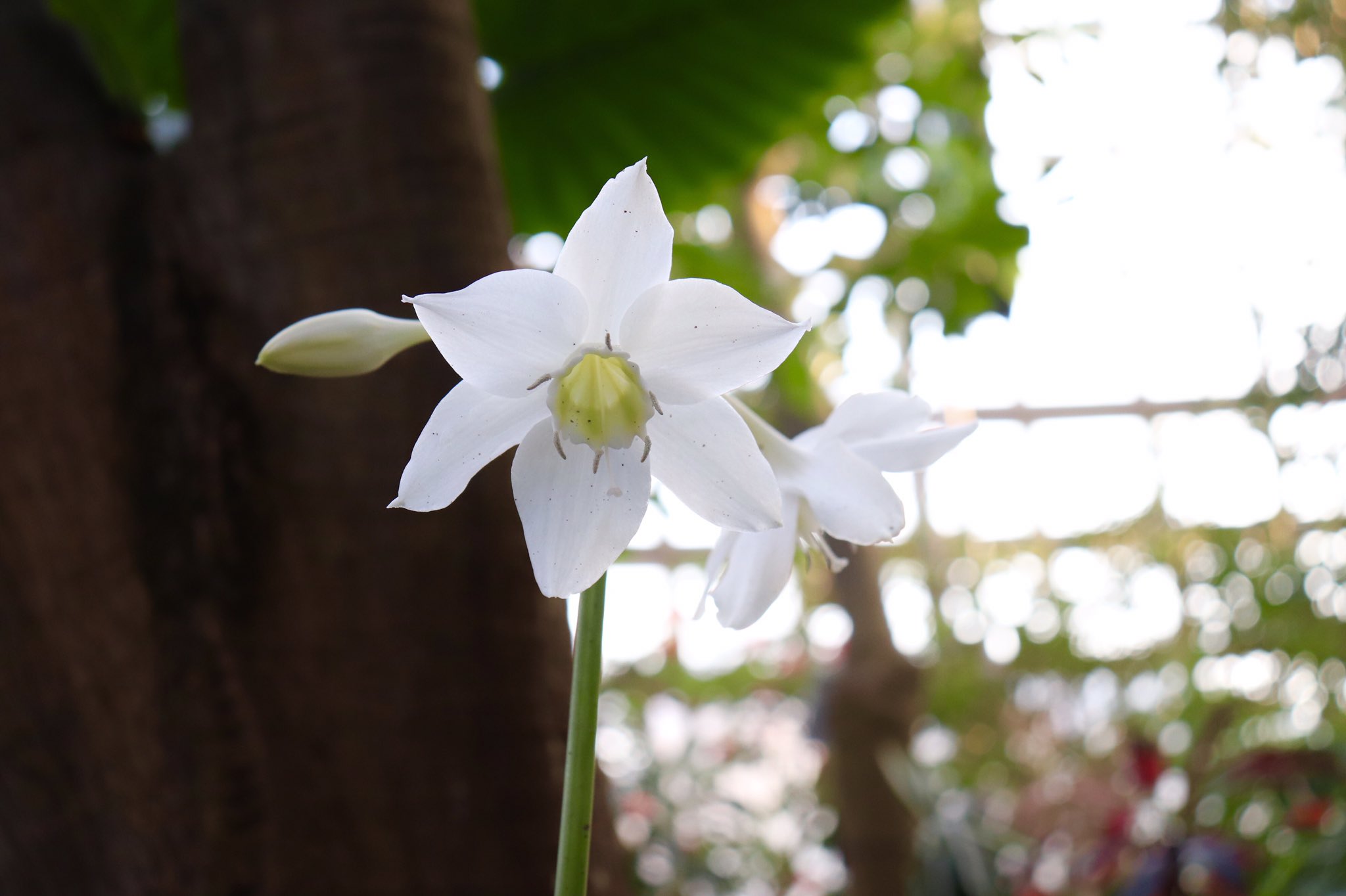 東谷山フルーツパーク 世界の熱帯果樹温室ではユーリクレスの花 が咲いています 足元でひっそりと咲いていますが とても鮮やかな白で目を惹きます あまり人目につくところではありませんのでこっそり見てあげてくださいね ユーリクレス アンボイネンシス
