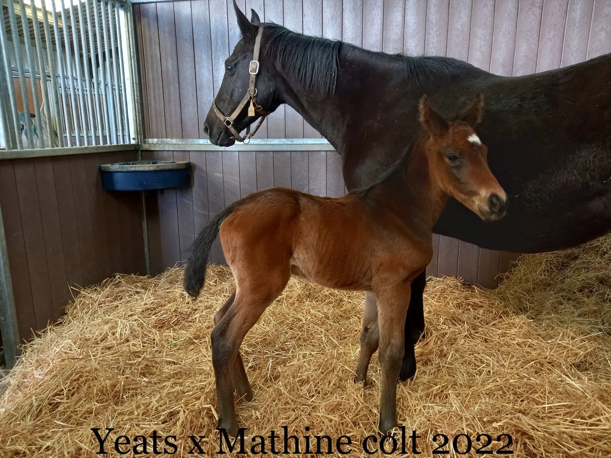 Equichanics's tweet photo. Our 2016 @OverburySires #KayfTara x #Mathine doing his job well for all involved. Hopefully this years @coolmorestud #Yeats colt ex #Mathine will following in winning footsteps. https://t.co/Q1rrVjV9YM