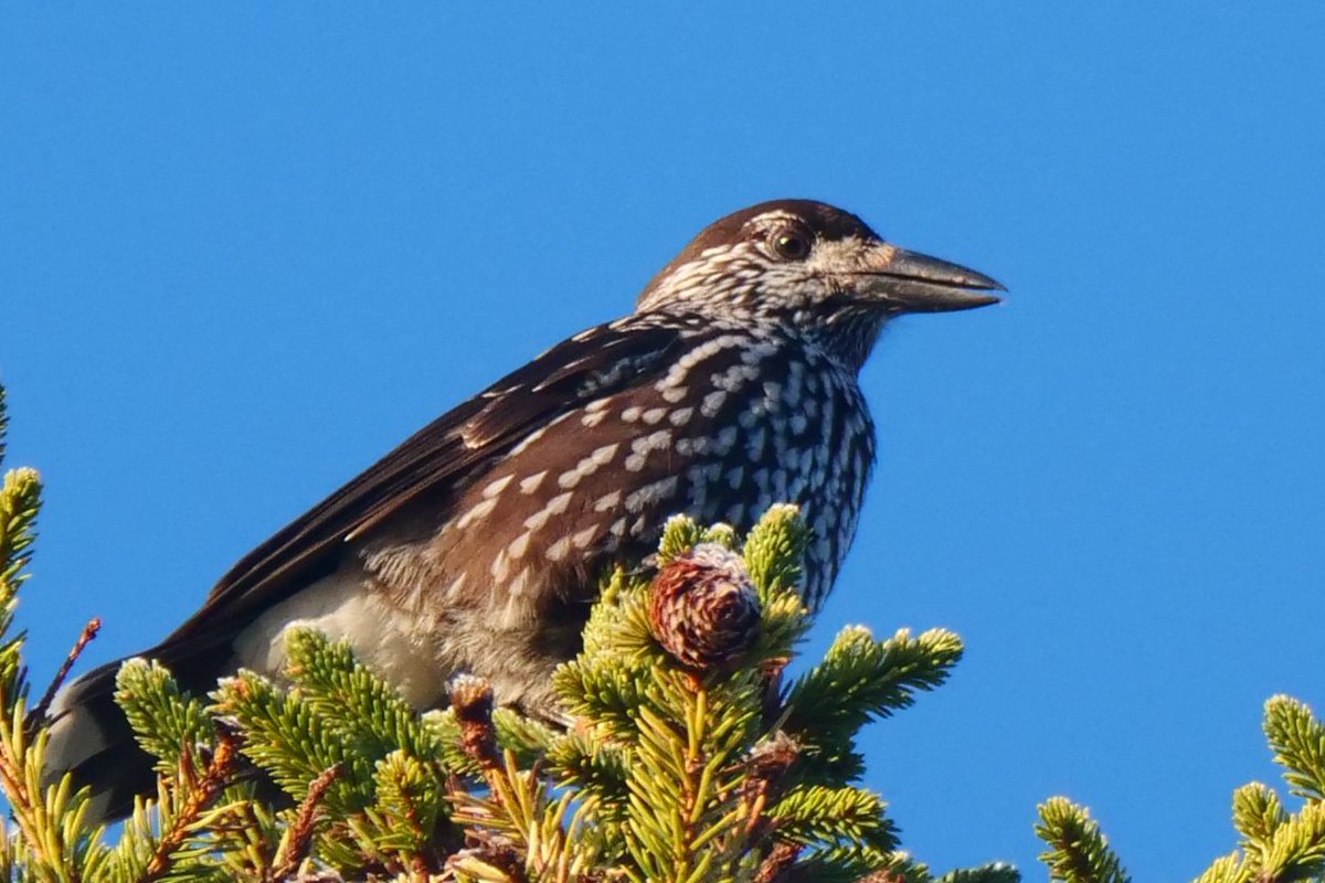 Henry Cook (@hcbirding) on Twitter photo Got lucky with this view of a Spotted Nutcracker atop a conifer in Marimetsa Forest, Estonia! With <a href="/S_Barrell/">Sophie Barrell</a>, <a href="/TarvoValker/">Tarvo Valker @birdinghaapsalu</a>, <a href="/e9doc/">Nick Lessof</a>, <a href="/GaryWright62/">Gary Wright</a> and <a href="/EcologyTSA/">Tony Stones</a> Got lucky with this view of a Spotted Nutcracker atop a conifer in Marimetsa Forest, Estonia! With <a href="/S_Barrell/">Sophie Barrell</a>, <a href="/TarvoValker/">Tarvo Valker @birdinghaapsalu</a>, <a href="/e9doc/">Nick Lessof</a>, <a href="/GaryWright62/">Gary Wright</a> and <a href="/EcologyTSA/">Tony Stones</a>