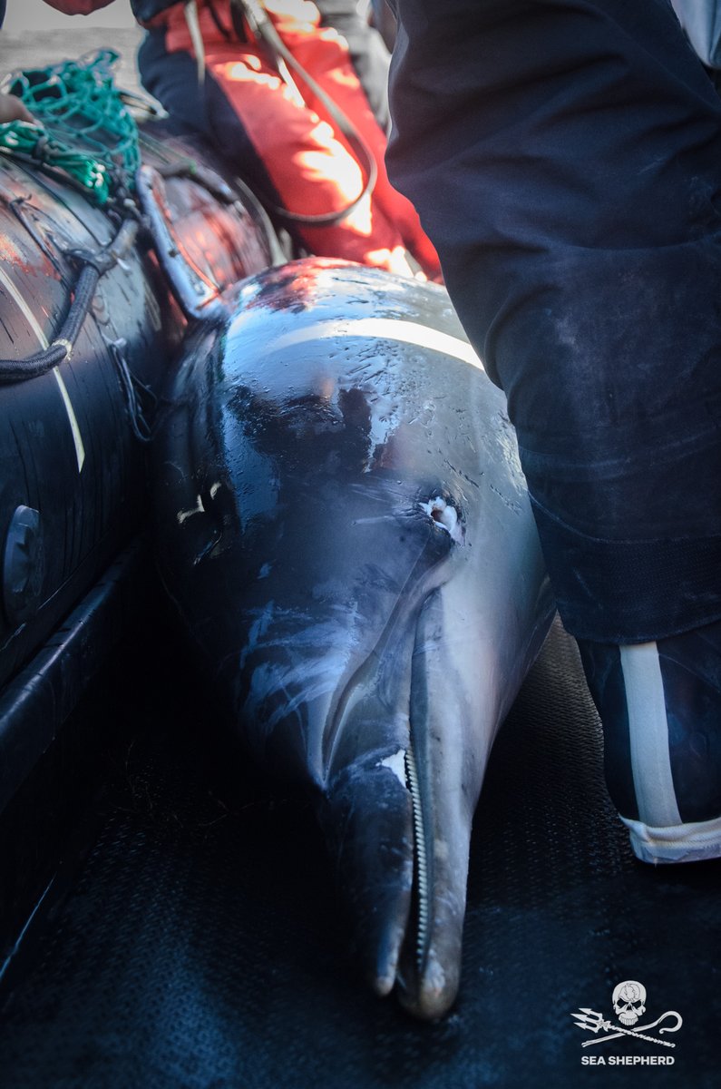 Un dauphin présentant des signes évidents de capture a été retrouvé en mer par notre équipe. Énième victime de la pêche non sélective, il sera présenté publiquement à Nantes en fin de matinée afin de sensibiliser à cette problématique.
<a href="/AnnickGirardin/">Annick Girardin</a> <a href="/MerGouv/">Mer et Pêche</a> <a href="/barbarapompili/">Barbara Pompili</a>