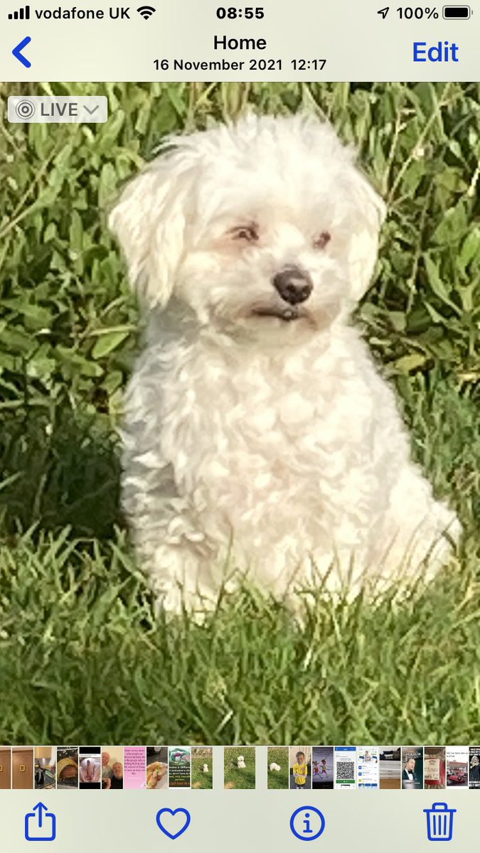 Dexter warm and woolly