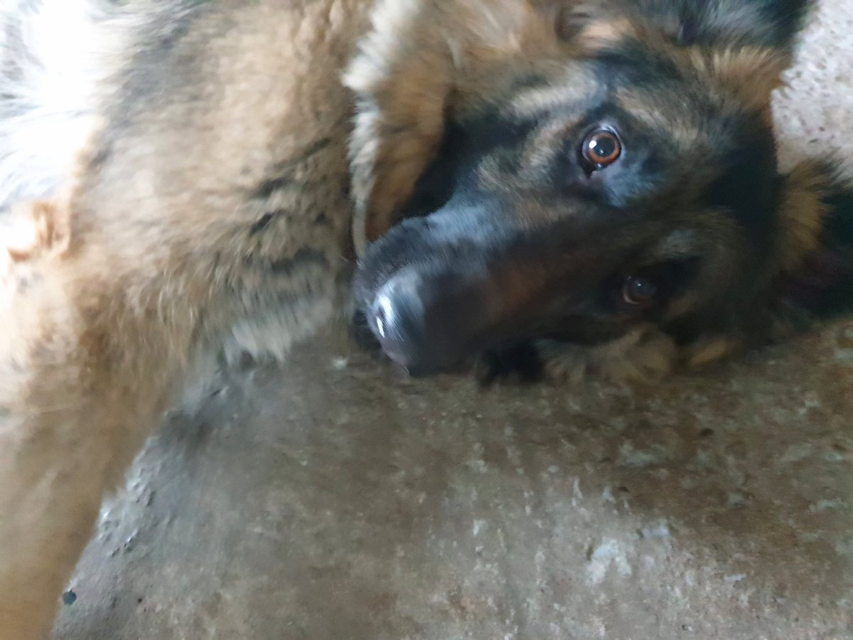 #dogsoftwitter: ...what if we told you there's a place without reels, unwanted crops &amp; annoying algorithm
Me: *wakes up from IG slumber* 
#twitterdogcommunity: ...and you can post anything you want
Me: sign me up