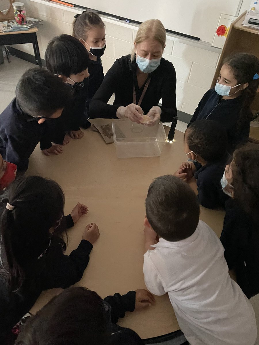 shan_martins's tweet photo. Egg experiment with Mrs. Thompson! Let an egg sit in vinegar over night and see what happens to it! Amazing predictions and observations. @StGregoryHCDSB @Gomes__Martins @RosinaThompson3 https://t.co/TBlpf1gQev