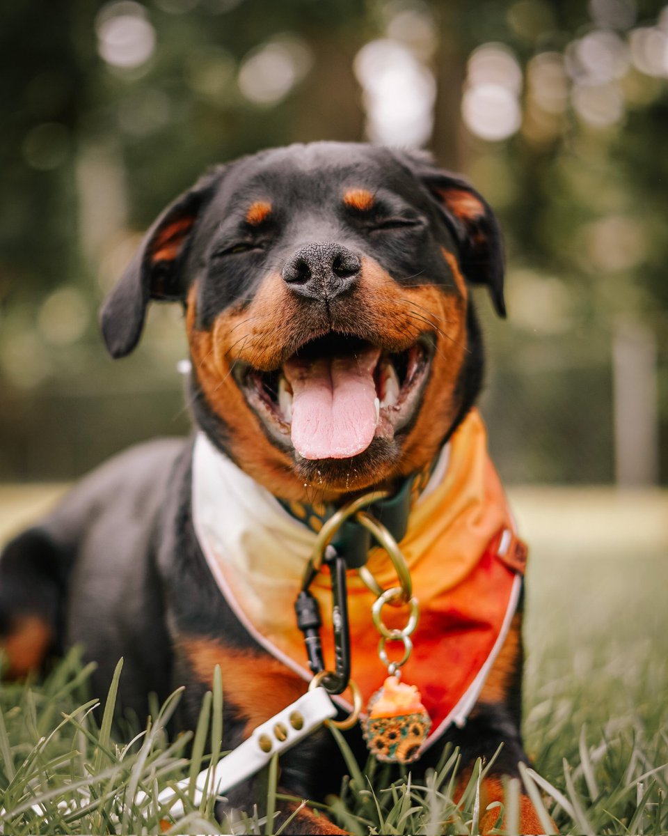 Our face cause it's the weekend! 
@thefosterpak

#dogsoftwitter #dogs #dogsofinstagram #dogtwittercommunity #DogCommunity #weekendvibes #Rottweiler