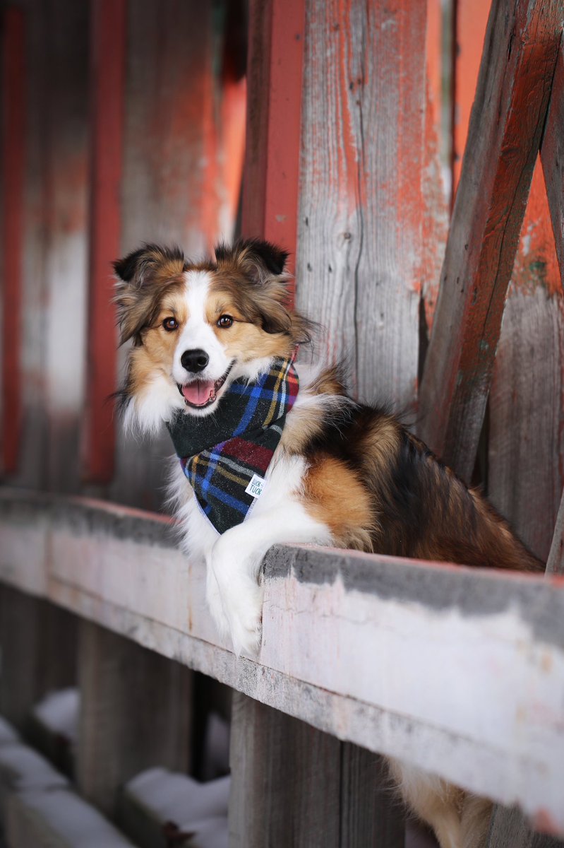 Good morning Twitter!!!! #twitterdogcommunity #dogsoftwitter