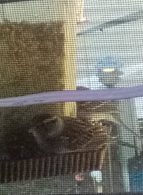 Breakfast with my morning friends https://t.co/gqIcaZEXB9<a href="/tag/thatveganteacher"class="tags"><span>&#35;thatveganteacher</span></a>