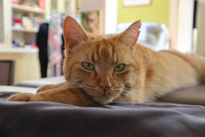 DE_HERENIGING's tweet photo. 🔴 VERMIST: KAT SMOKEY (chip)
ex-kater, rood
#GELDROP #NB Griendstraat
#DHver 30/9/21 https://t.co/own6hfYgcq https://t.co/3c3r1wGSsO