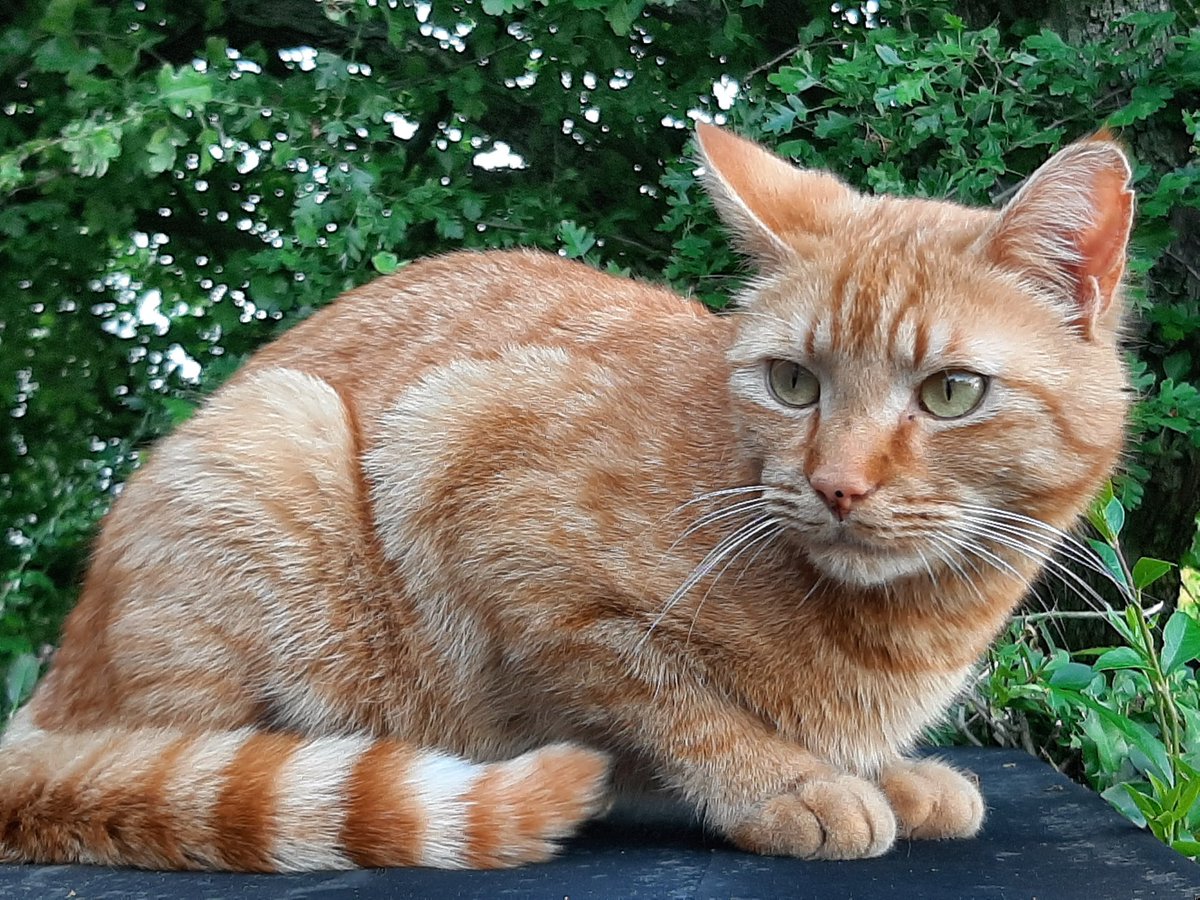 DE_HERENIGING's tweet photo. 🔴 VERMIST: KAT SMOKEY (chip)
ex-kater, rood
#GELDROP #NB Griendstraat
#DHver 30/9/21 https://t.co/own6hfYgcq https://t.co/3c3r1wGSsO
