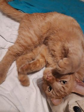 DE_HERENIGING's tweet photo. 🔴 VERMIST: KAT SMOKEY (chip)
ex-kater, rood
#GELDROP #NB Griendstraat
#DHver 30/9/21 https://t.co/own6hfYgcq https://t.co/3c3r1wGSsO