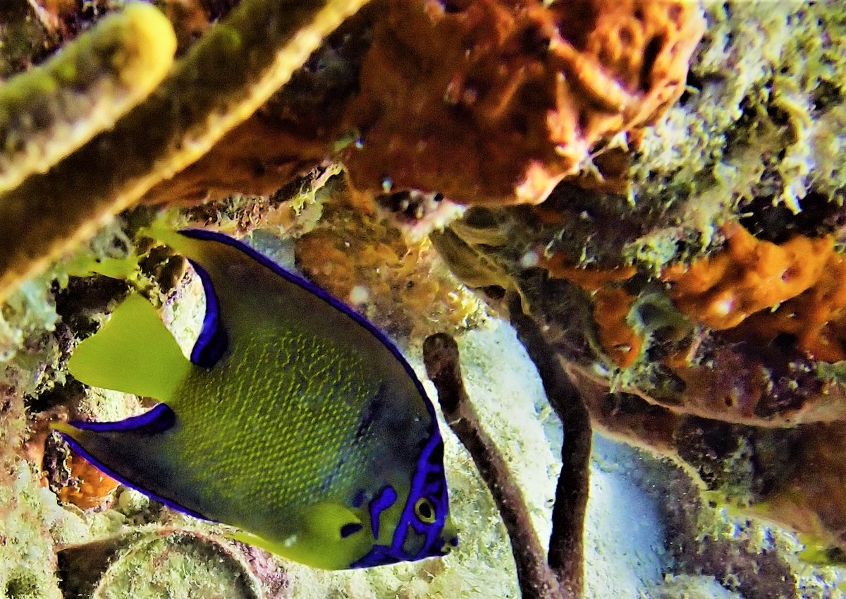 CokiDiveCenter's tweet photo. Good morning gorgeous!
https://t.co/QUZl3oHVgu
#USVI #Scuba #QueenAngel #GoodMorning https://t.co/yExjiEU3Io