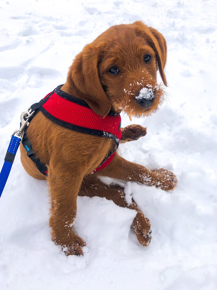 Dobby the Free Dog tweet media