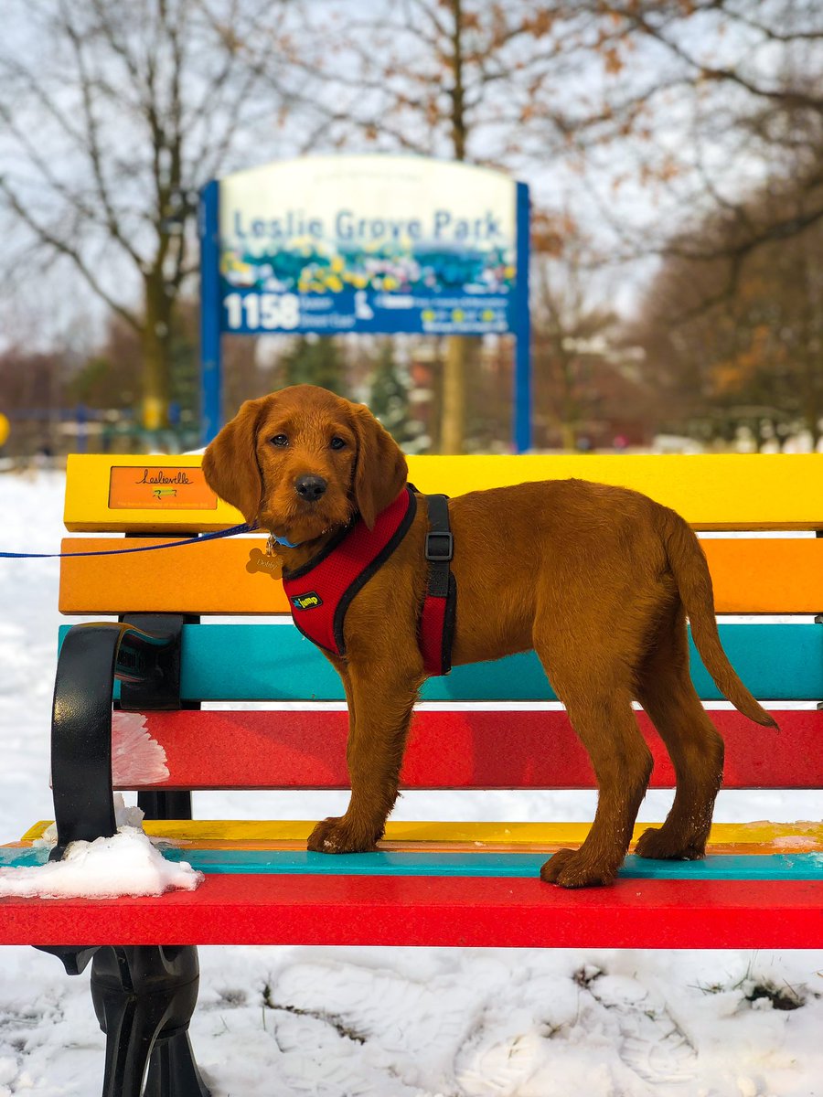 Dobby the Free Dog tweet media