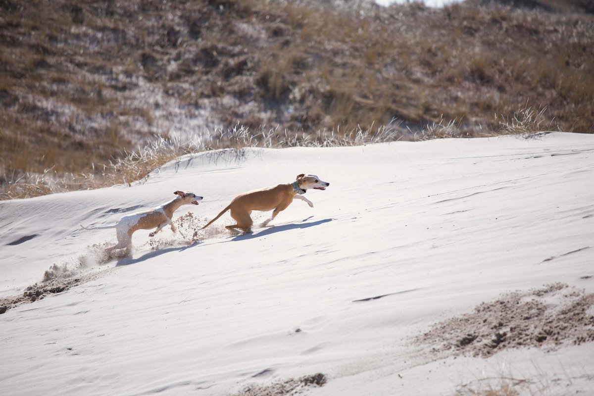 Still obsessed with this photo showing the pure power of whippets. Seeing them at that speed running vertically up loose sand🔥🔥🔥 #dogsoftwitter #twitterdogcommunity #whippet #nikon