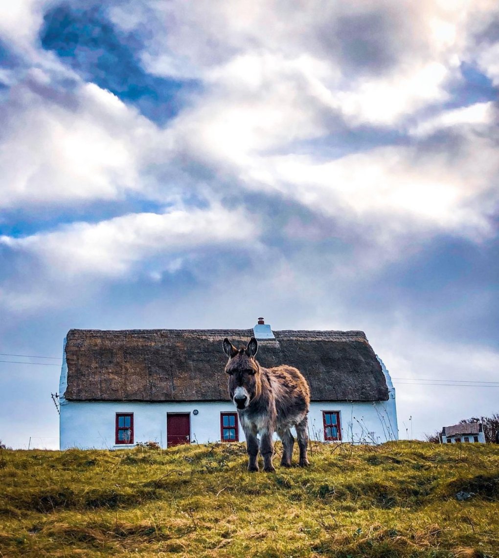 visit_galway's tweet photo. Like a window to the past on the beautiful Inis Mór Island of the Aran Islands... 🏠🐴😍☘️🇮🇪
📸 @aranislandsswe1
📌 Inis Mór, Aran Islands
#Heritage #Traditional #ThatchCottage #Donkey #InisMór #Inishmore #AranIslands #Galway #Ireland #VisitGalway https://t.co/EmU5zE4iRv
