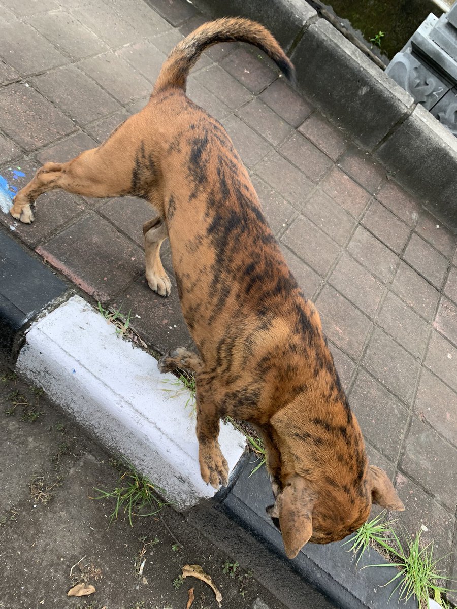 ThomasMilburnjr's tweet photo. Riding from Ubud to southern Bali today and this little beauty came trotting up to say hi and just for a quick head scratch! If I couldโve taken him home I wouldโve. #bengaltiger #balidogs https://t.co/Q69FuLSLWm