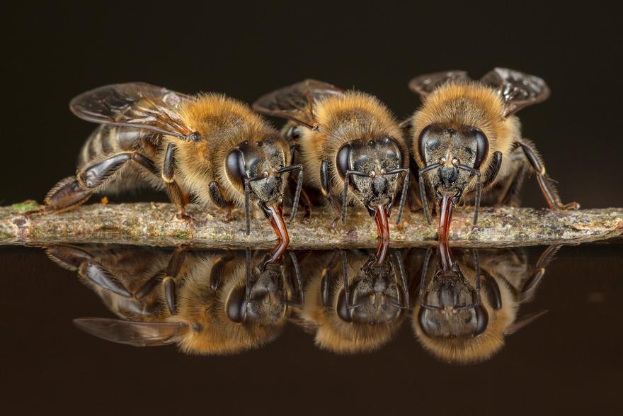 JosJan19's tweet photo. The weekend has started and even buzzy 🐝 need a drink from time to time! Keep that in mind @hiveinvestmens. The team did an amazing job so far and I'm extremly hyped vor the queens &amp; everything else that's coming soon! Cheers 🥃 #hinvestments #Beelieve #GrowTheHive #UoT https://t.co/Jk1VA5jmCb