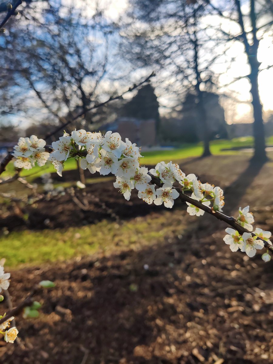 These white cherry blossoms on the way got me late for my lectures.  🌼🤍🤍🌸

#CherryBlossomsAfterWinter #CherryTheeBoom #Nature #england