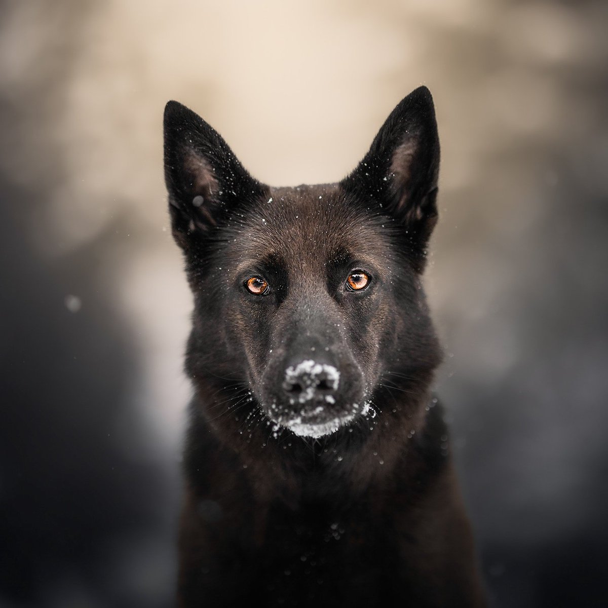 Hi all - IG has been very unkind to us lately so giving twitter a go! Not gonna lie, struggling to keep up 😂 We're Roo, Maze and Niko and love adventuring through Scotland and beyond 🐾 #twitterdogs #DogsofTwitter #twitterdogcommunity #dog #Scotland