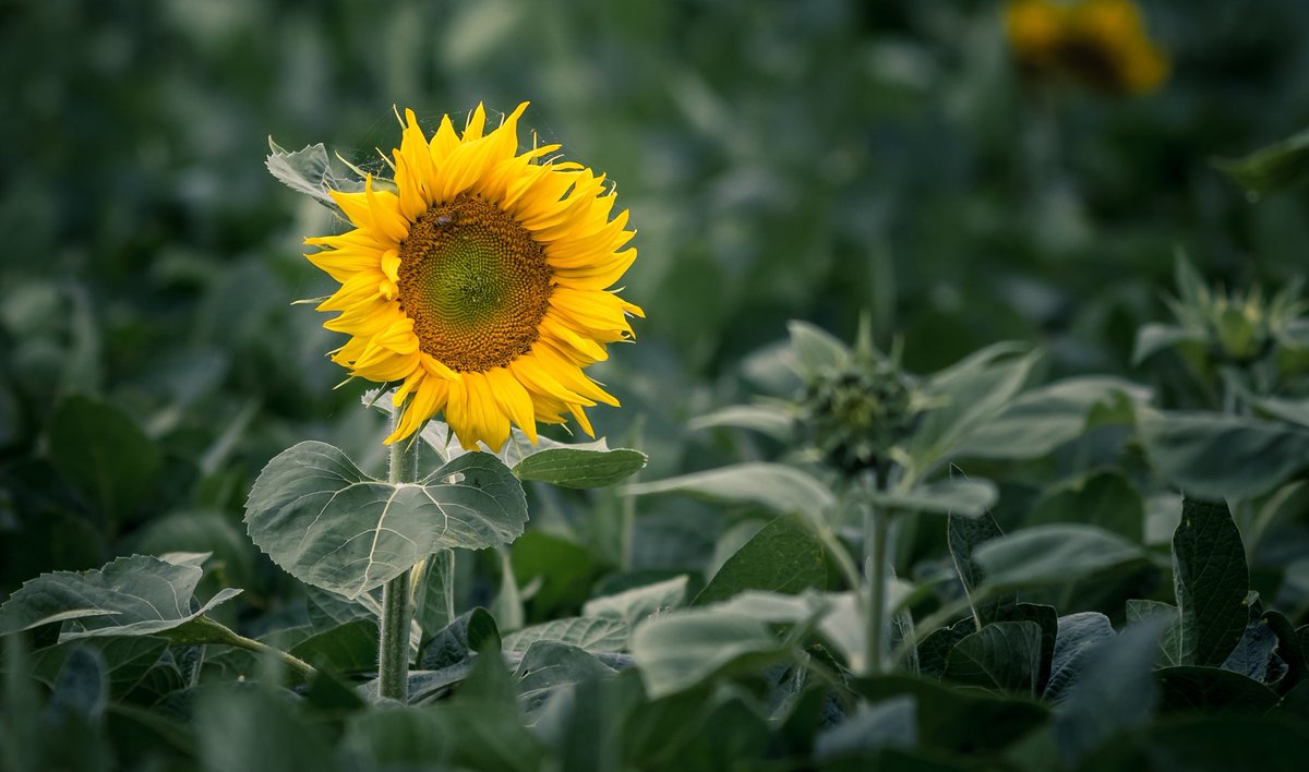 sannareuna's tweet photo. 🌻🖤 #UkraineCrisis https://t.co/FyGvXhs1Mt