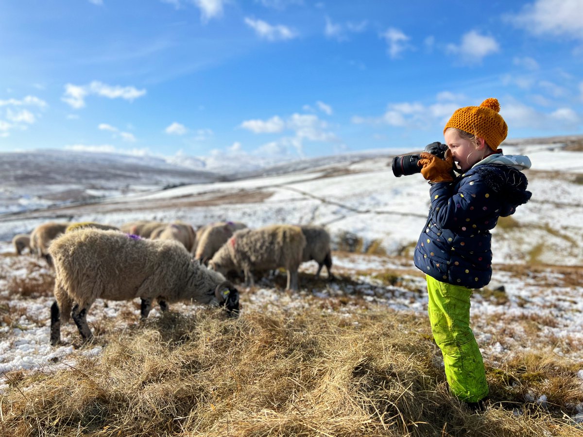 YorkshireShepherdess tweet media