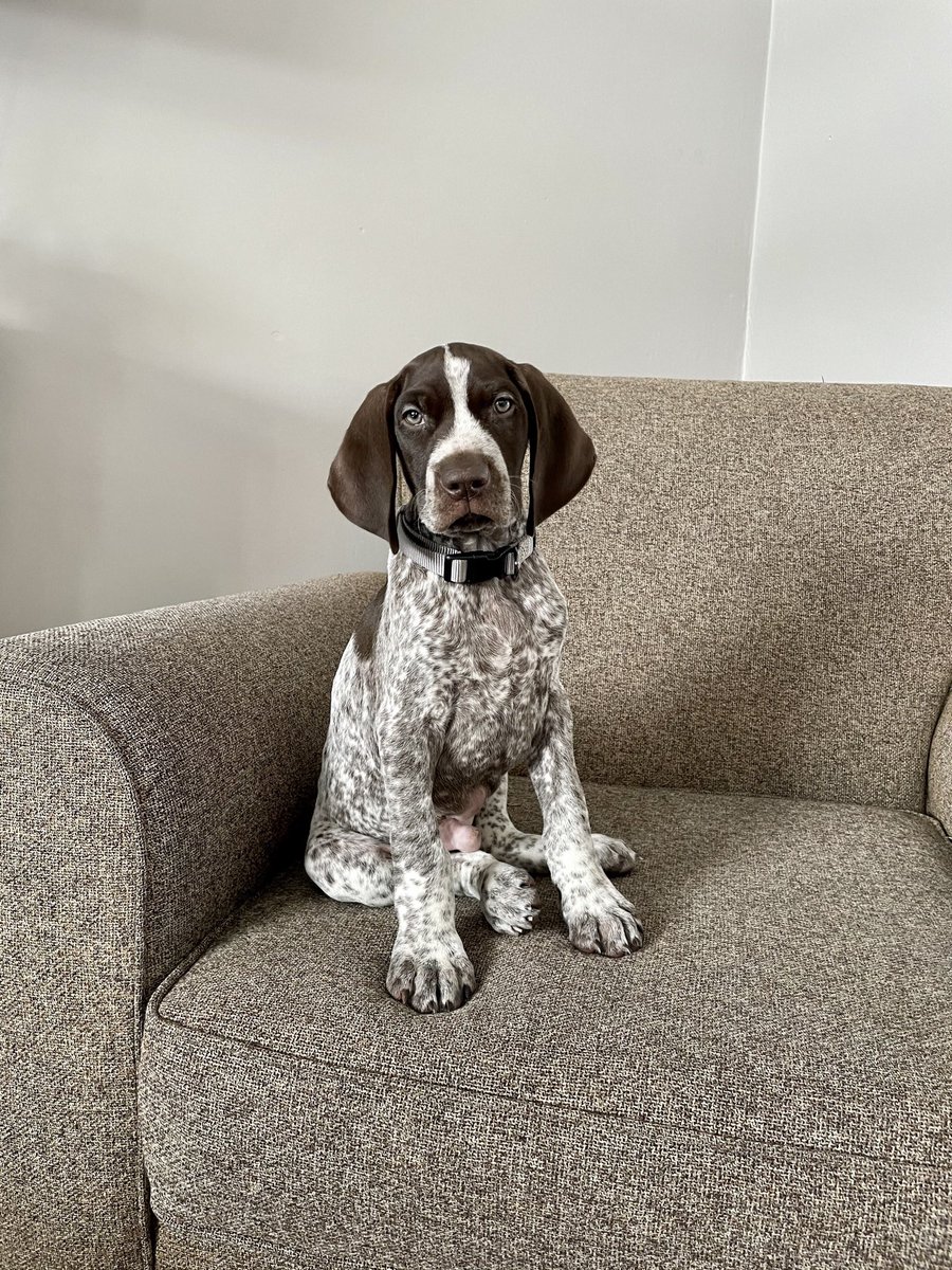 Moose & Chay tweet media